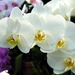 flowers-pictures-orchid-564-24