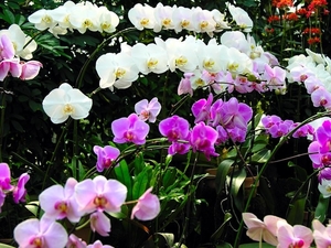 flowers-pictures-orchid-564-26