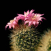 Cactus_Flowers