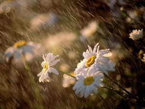 Daisies_in_the_rain