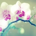 Decorative_flowers_desktop_backgrounds