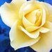 Flower_-_White_Rose_for_You