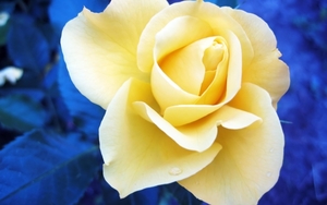 Flower_-_White_Rose_for_You