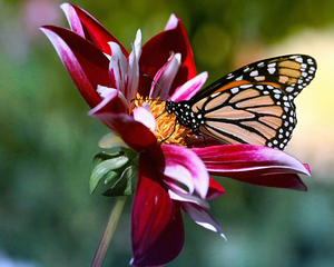 Flowers__and__Butterfly