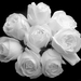 Fresh_beautiful_bouquet_white_roses