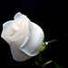 Gift_white_roses