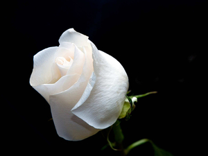 Gift_white_roses