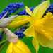 Grape_hyacinth_Muscari_and_Narcissus