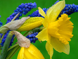 Grape_hyacinth_Muscari_and_Narcissus