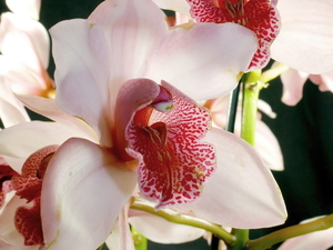 Orchid_Christmas_flowers