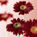 Pink_daisy_flowers