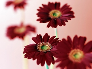 Pink_daisy_flowers
