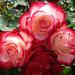 Pink_Roses_-_rose_pictures