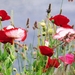 Poppy_flowers_wild_meadows_background_images
