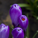 Purple_Crocus_Flowers