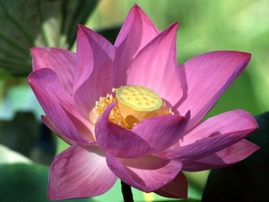 Purple_Lotus_-_flower