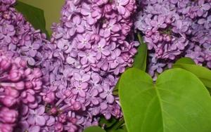 Syringa_Fragrant_purple_lilac