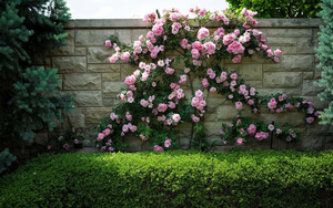 hd-foto-met-een-struik-met-roze-rozen-tegen-een-muur-hd-roze-roze