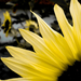 hd-gele-bloem-bureaublad-achtergrond-hd-bloemen-wallpaper-foto
