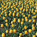 hd-gele-tulpen-achtergrond-hd-wallpaper-met-een-veld-vol-gele-tul