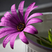 hd-mooie-achtergrond-met-een-paarse-bloem-hd-close-up-bloemen-wal