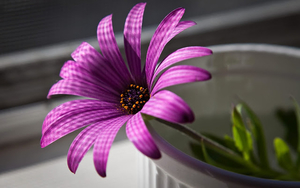 hd-mooie-achtergrond-met-een-paarse-bloem-hd-close-up-bloemen-wal