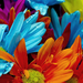 hd-mooie-achtergrond-met-prachtige-gekleurde-bloemen-wallpaper-fo