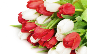 hd-rode-en-witte-tulpen-wallpaper-met-een-witte-achtergrond