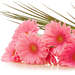 hd-roze-bloemen-wallpaper-met-een-witte-achtergrond