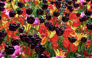 hd-tulpen-achtergrond-met-verschillende-kleuren-tulpen-wallpaper-