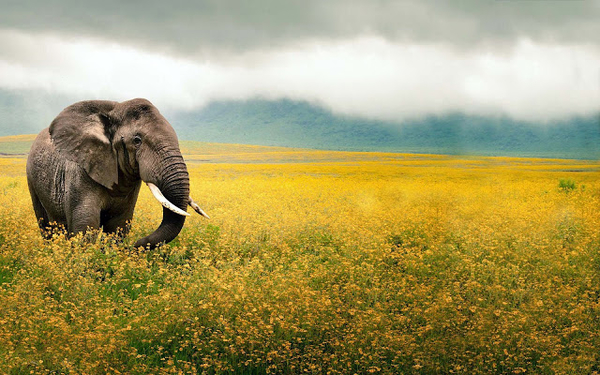 hd-wallpaper-met-een-grote-olifant-in-een-veld-vol-met-gele-bloem