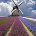 hollands-landschap-met-een-molen-en-een-veld-vol-bloemen-hd-molen