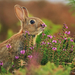 konijn-aan-het-snuffelen-aan-een-roze-bloem-hd-konijnen-wallpaper