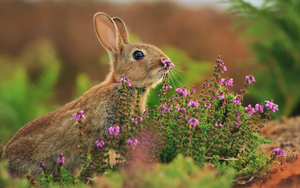 konijn-aan-het-snuffelen-aan-een-roze-bloem-hd-konijnen-wallpaper