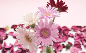 mooie-wallpaper-met-roze-en-witte-bloemen
