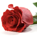 witte-achtergrond-met-een-rode-roos-hd-bloemen-wallpaper