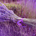 bloemen-achtergrond-met-paarse-lavendel