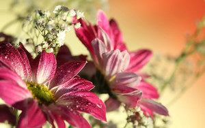 close-up-foto-van-prachtige-roze-bloemen