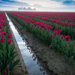 een-veld-vol-roze-tulpen-hd-bloemen-wallpaper