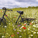 foto-van-een-fiets-in-het-weiland-tussen-de-bloemen