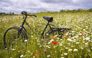 foto-van-een-fiets-in-het-weiland-tussen-de-bloemen