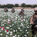 foto-van-soldaten-in-een-veld-met-witte-bloemen-hd-militairen-ach