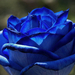 hd-achtergrond-met-een-close-up-foto-van-een-blauwe-roos-hd-blauw