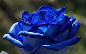 hd-achtergrond-met-een-close-up-foto-van-een-blauwe-roos-hd-blauw