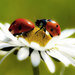 hd-achtergrond-met-twee-lieveheersbeestjes-op-een-witte-bloem-hd-