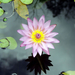 hd-bloemen-achtergrond-met-een-roze-waterlelie-wallpaper-foto