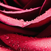 hd-bloemen-wallpaper-met-een-close-up-van-een-rode-roos-hd-rozen-