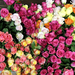 foto-van-verschillende-kleuren-rozen-hd-bloemen-achtergrond