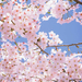 lente-achtergrond-met-bomen-met-kersenbloesem-in-een-park-in-japa