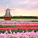 lente-achtergrond-met-een-veld-met-verschillende-kleuren-tulpen-e